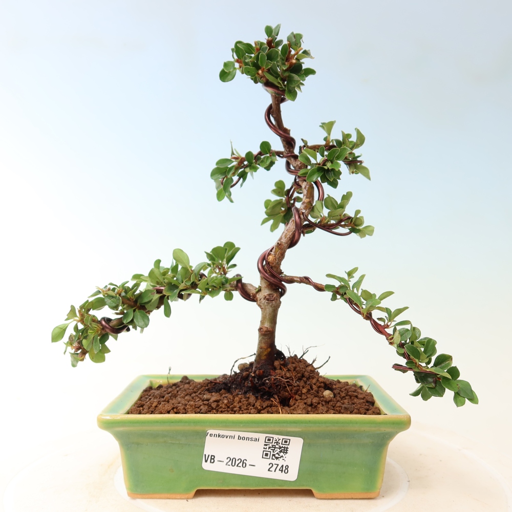 Bonsaï d'extérieur - Cotoneaster horizontalis - Rocky Mountain
