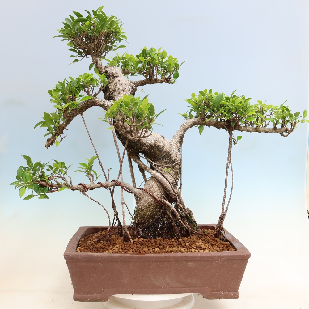 Salle bonsaï - Ficus kimmen - ficus à petites feuilles