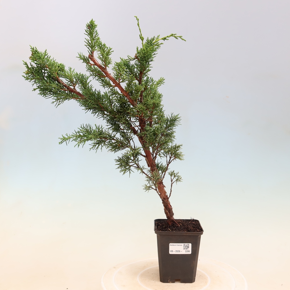 Bonsaï d'extérieur - Juniperus chinensis Kishu
