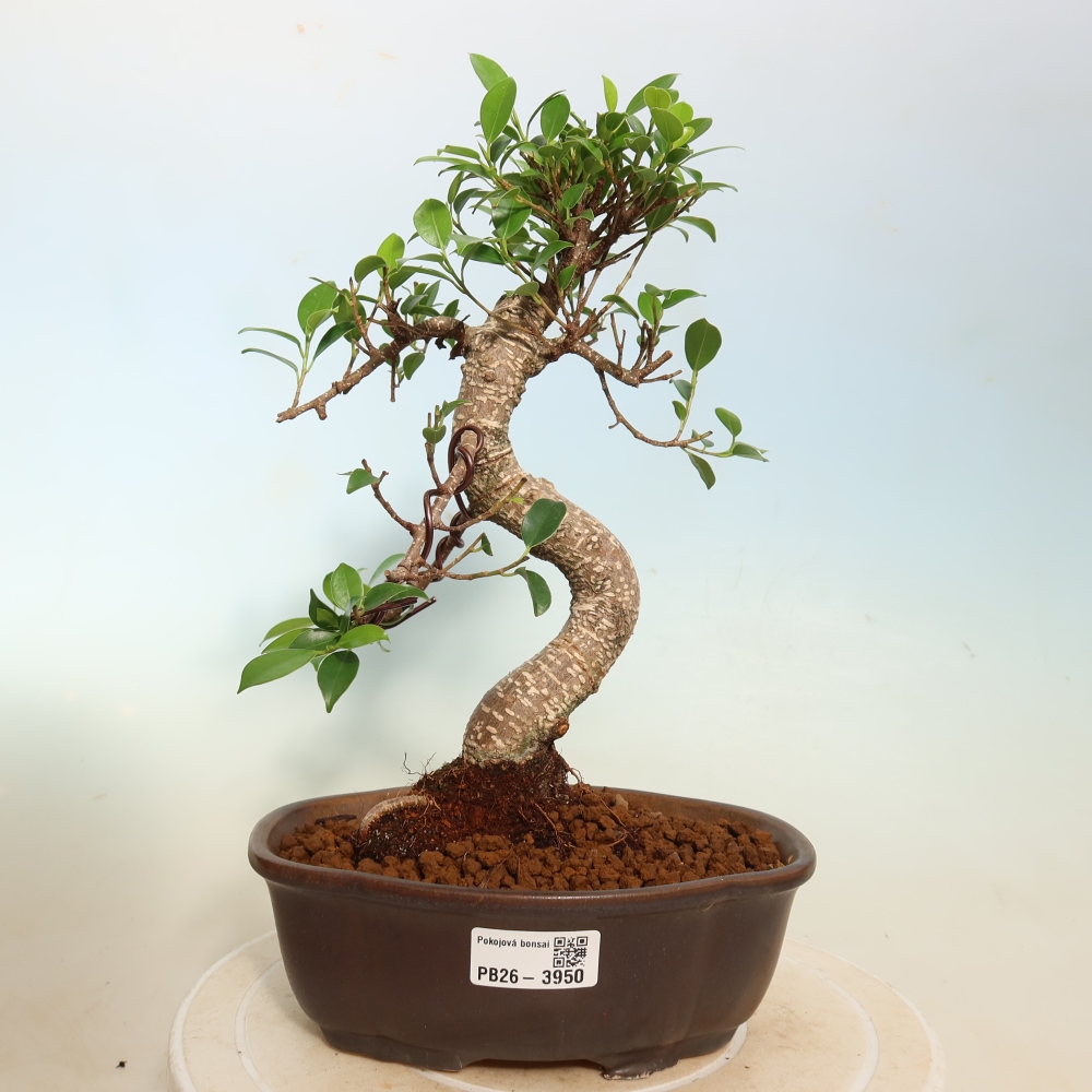Salle bonsaï - Ficus kimmen - ficus à petites feuilles