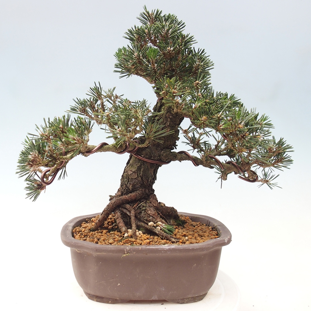 Bonsaï d'extérieur - Pinus thunbergii Kotobuki - Pin de Thunberg