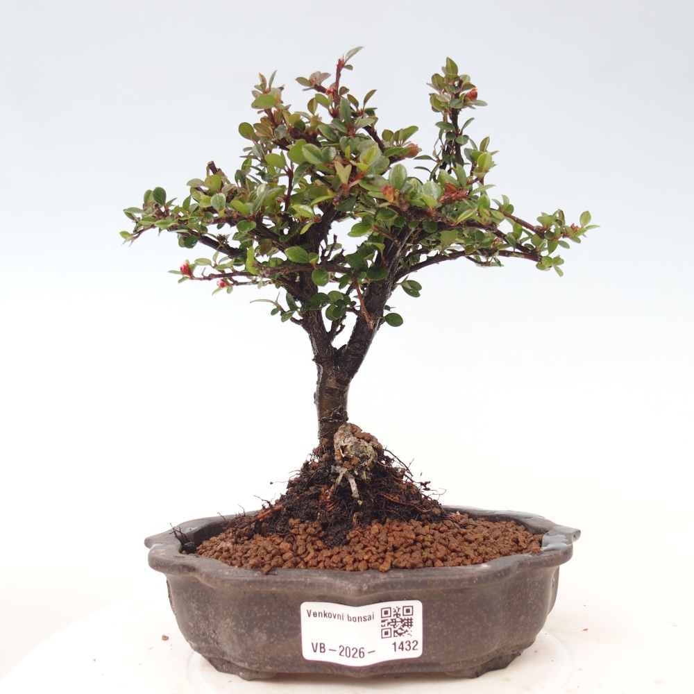 Bonsaï d'extérieur - Cotoneaster horizontalis - Rocky Mountain