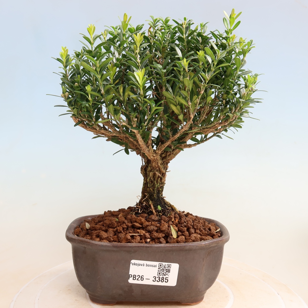 Bonsaï de chambre - Buxus harlandii - buxus liège