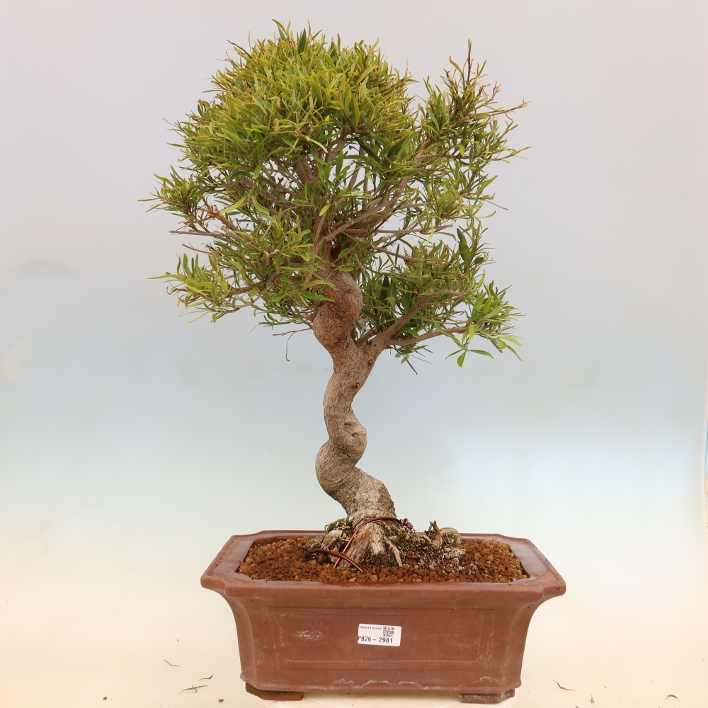 Salle bonsaï - Ficus nerifolia - ficus à petites feuilles