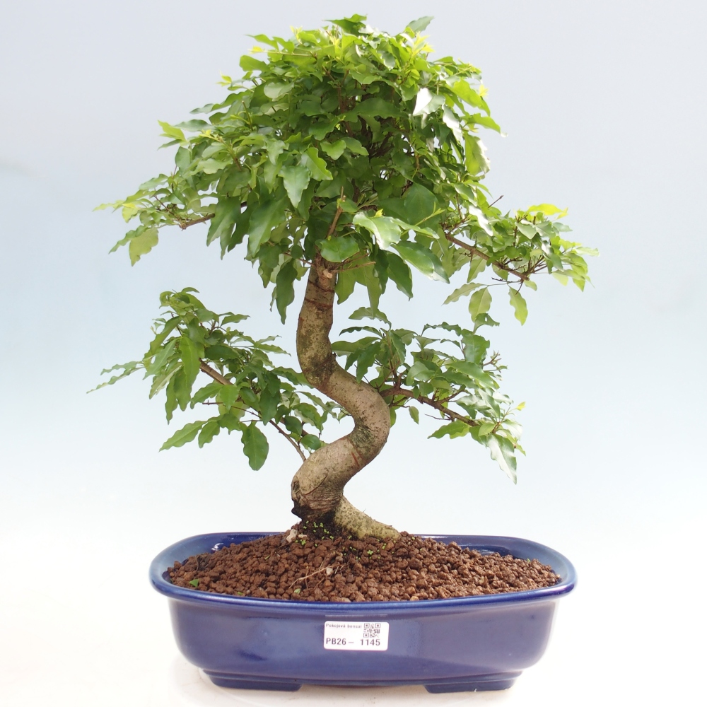 Bonsaï de chambre -Ligustrum chinensis - Bec d'oiseau