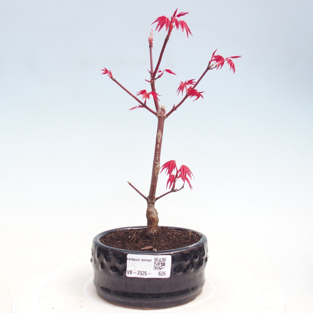 Bonsaï d'extérieur - Acer palmatum DESHOJO
