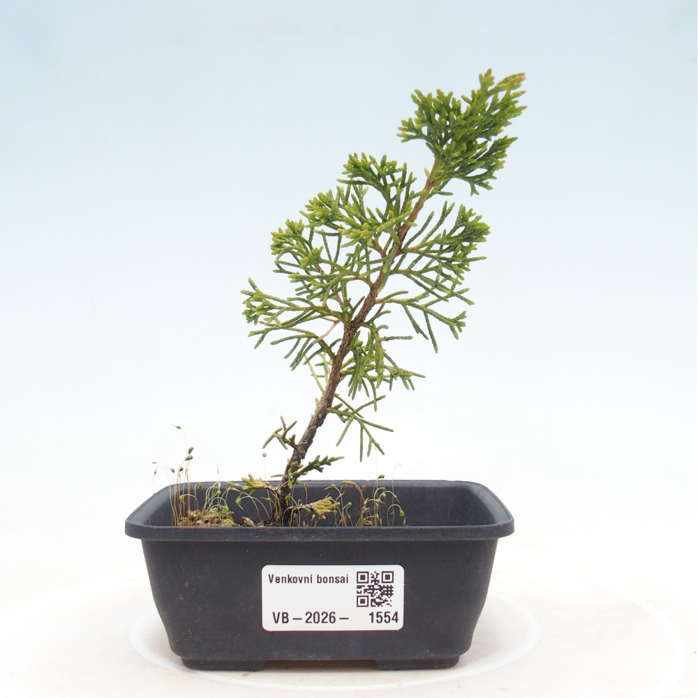 Bonsaï d'extérieur - Juniperus chinensis Itoigawa