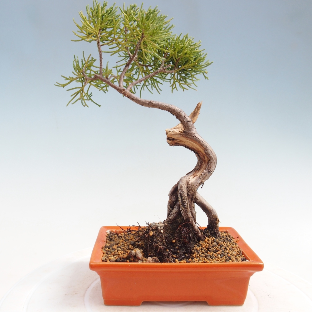 Bonsaï d'extérieur - Juniperus chinensis Kishu