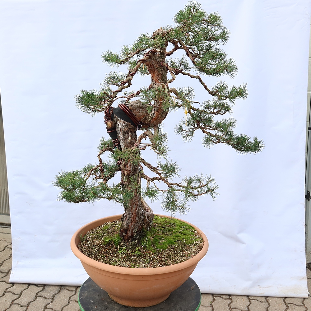 Pinus sylvestris Espagne - pin sylvestre