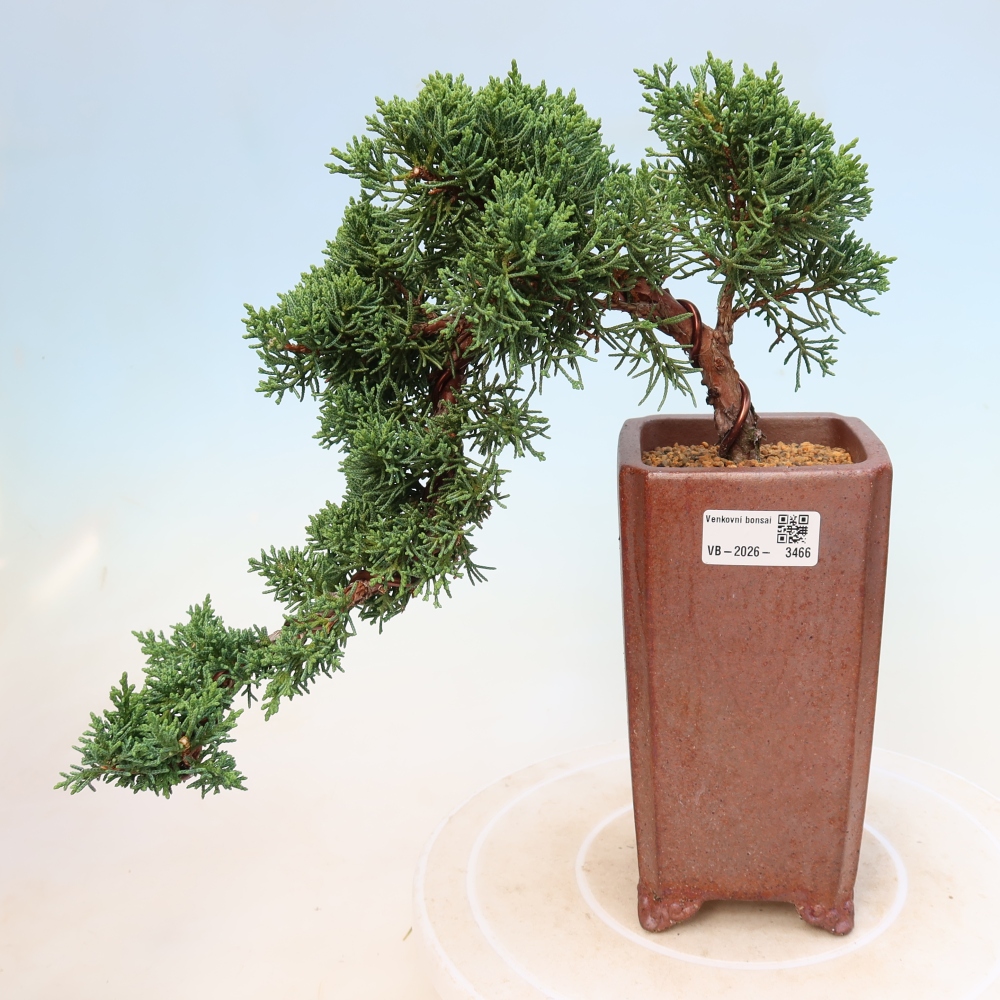 Bonsaï d'extérieur - Juniperus chinensis Kishu