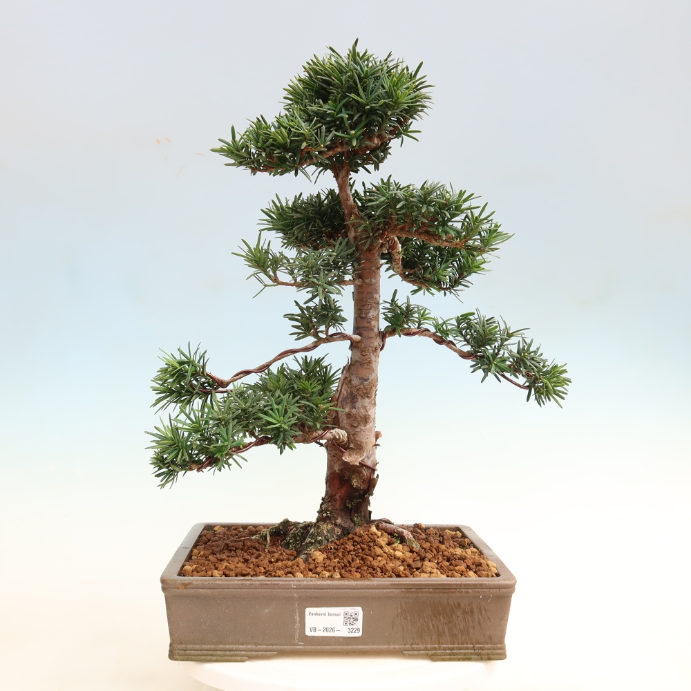 Bonsaï d'extérieur - Taxus cuspidata - If japonais