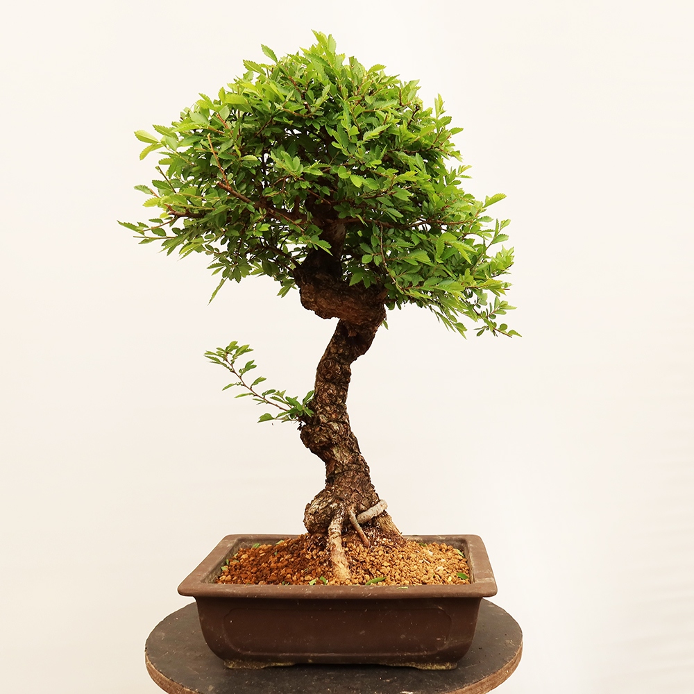 Bonsaï d'extérieur - Zelkova - Zelkova NIRE