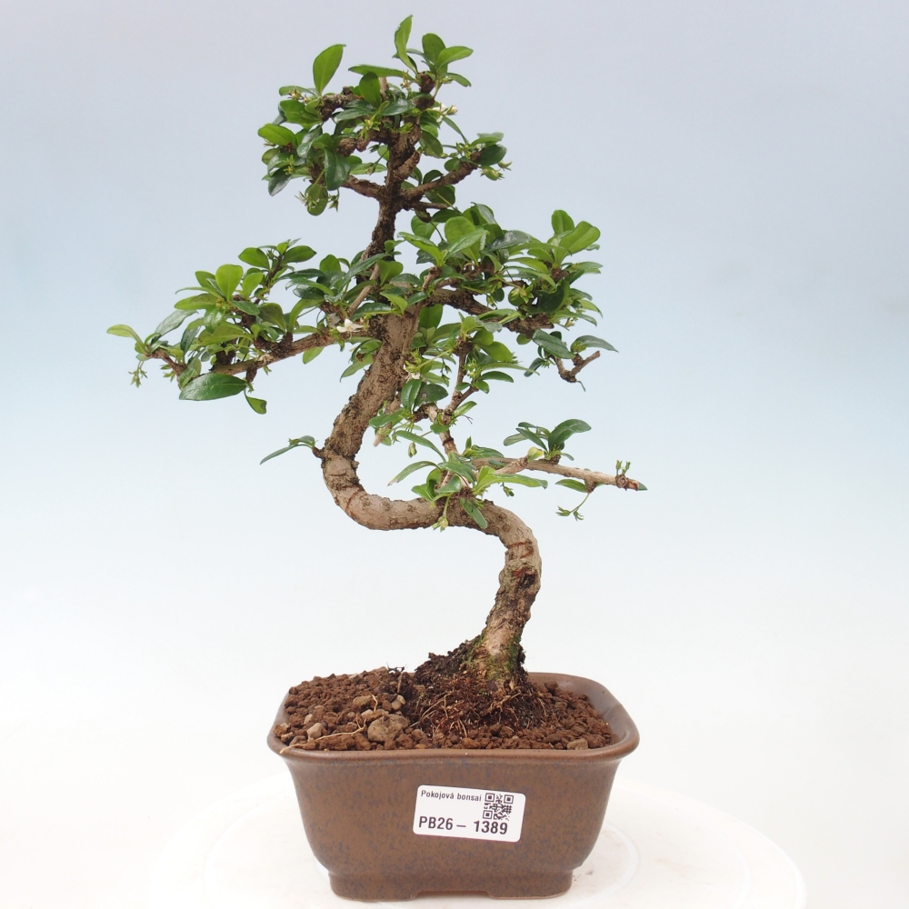 Bonsaï de chambre - Carmona macrophylla - Tea fuki