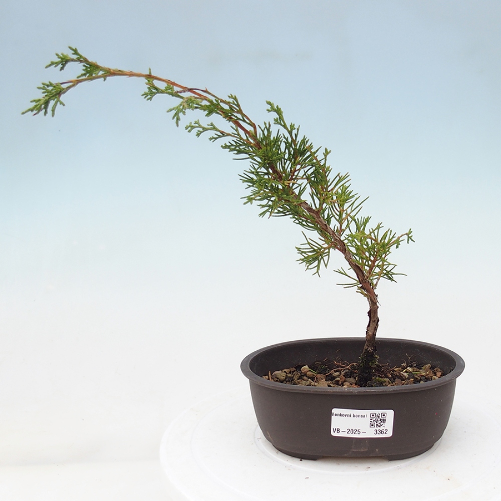 Bonsaï d'extérieur - Juniperus chinensis Itoigawa