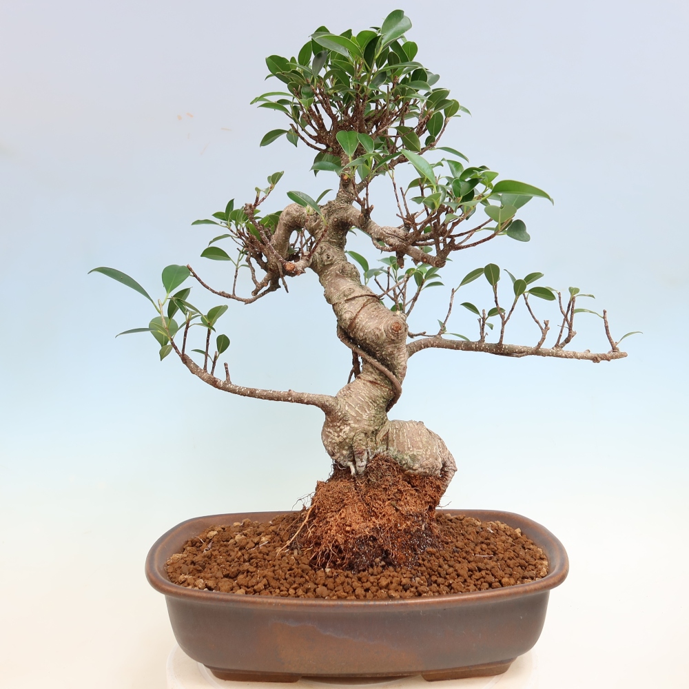 Salle bonsaï - Ficus kimmen - ficus à petites feuilles