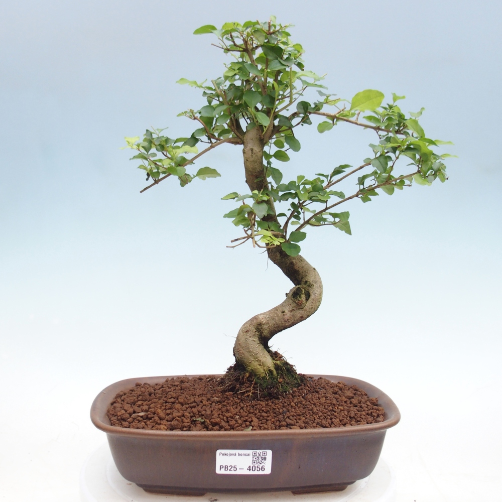 Bonsaï de chambre -Ligustrum chinensis - Bec d'oiseau