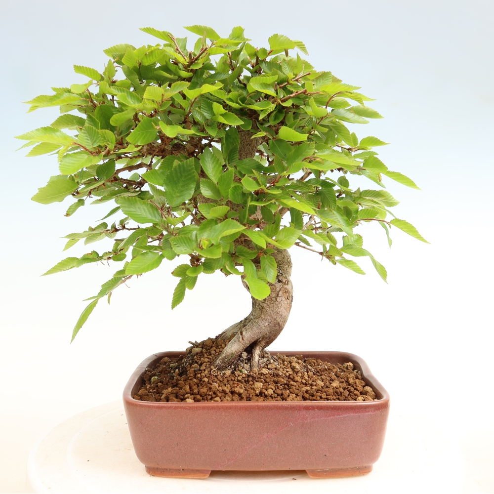 Bonsaï d'extérieur -Carpinus Coreana - Charme de Corée