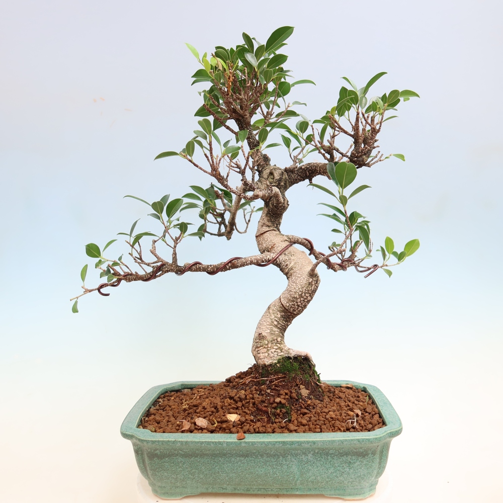 Salle bonsaï - Ficus kimmen - ficus à petites feuilles