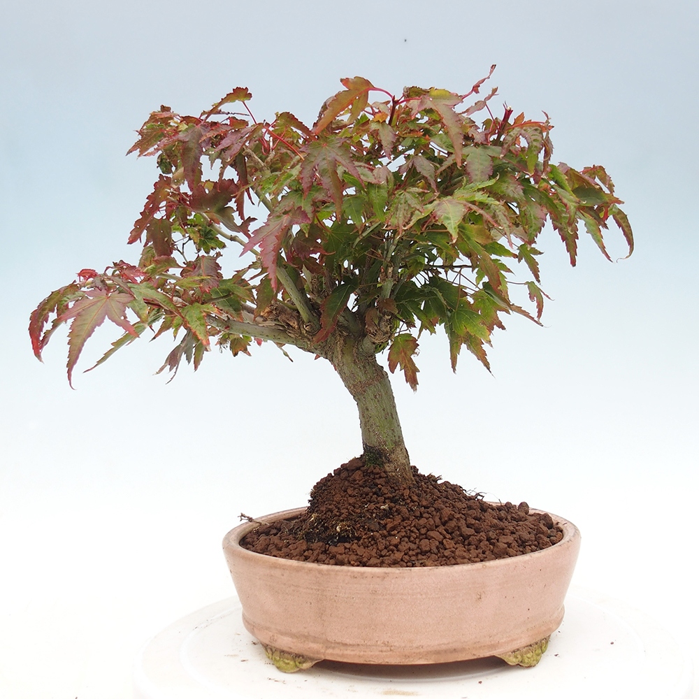 Acer palmatum KIOHIME - Érable palmé