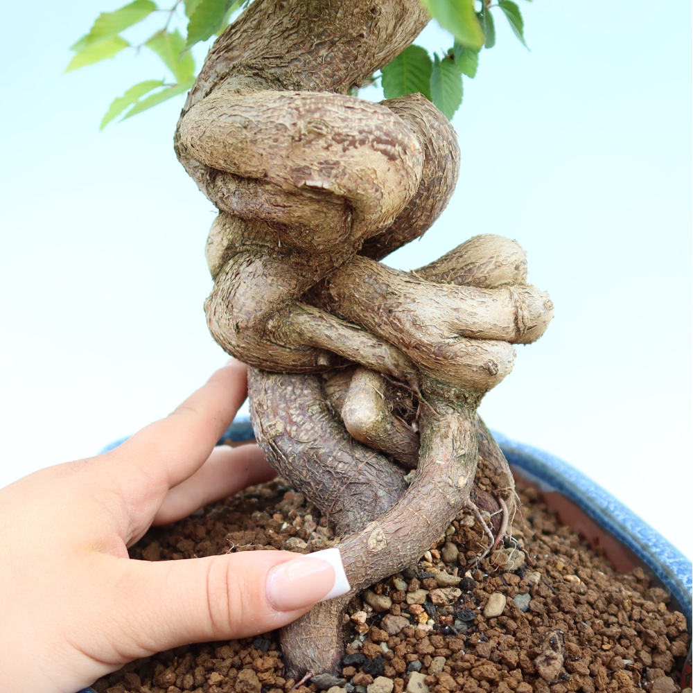 Bonsaï d'extérieur -Carpinus Coreana - Charme de Corée