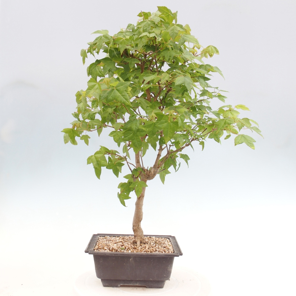 Bonsaï d'extérieur - Acer Buergerianum - Burger Maple