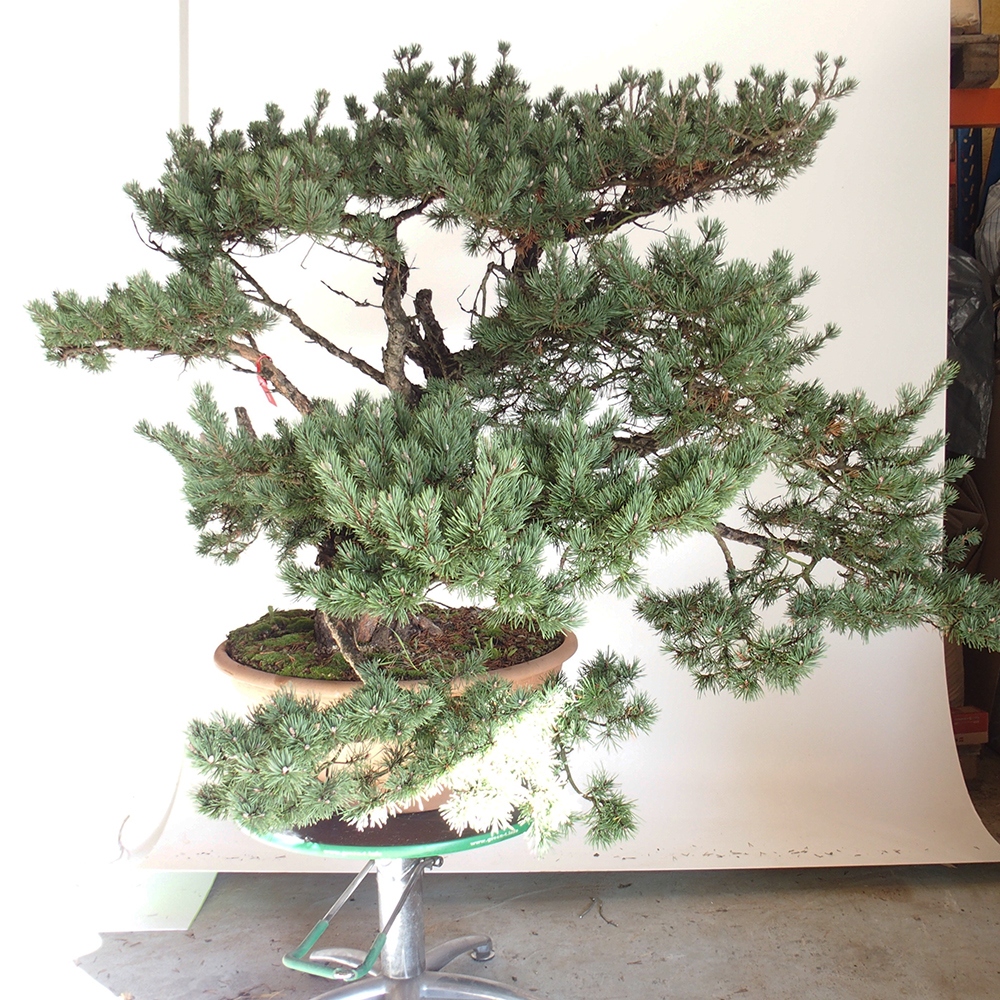 Yamadori - Pinus sylvestris Espagne