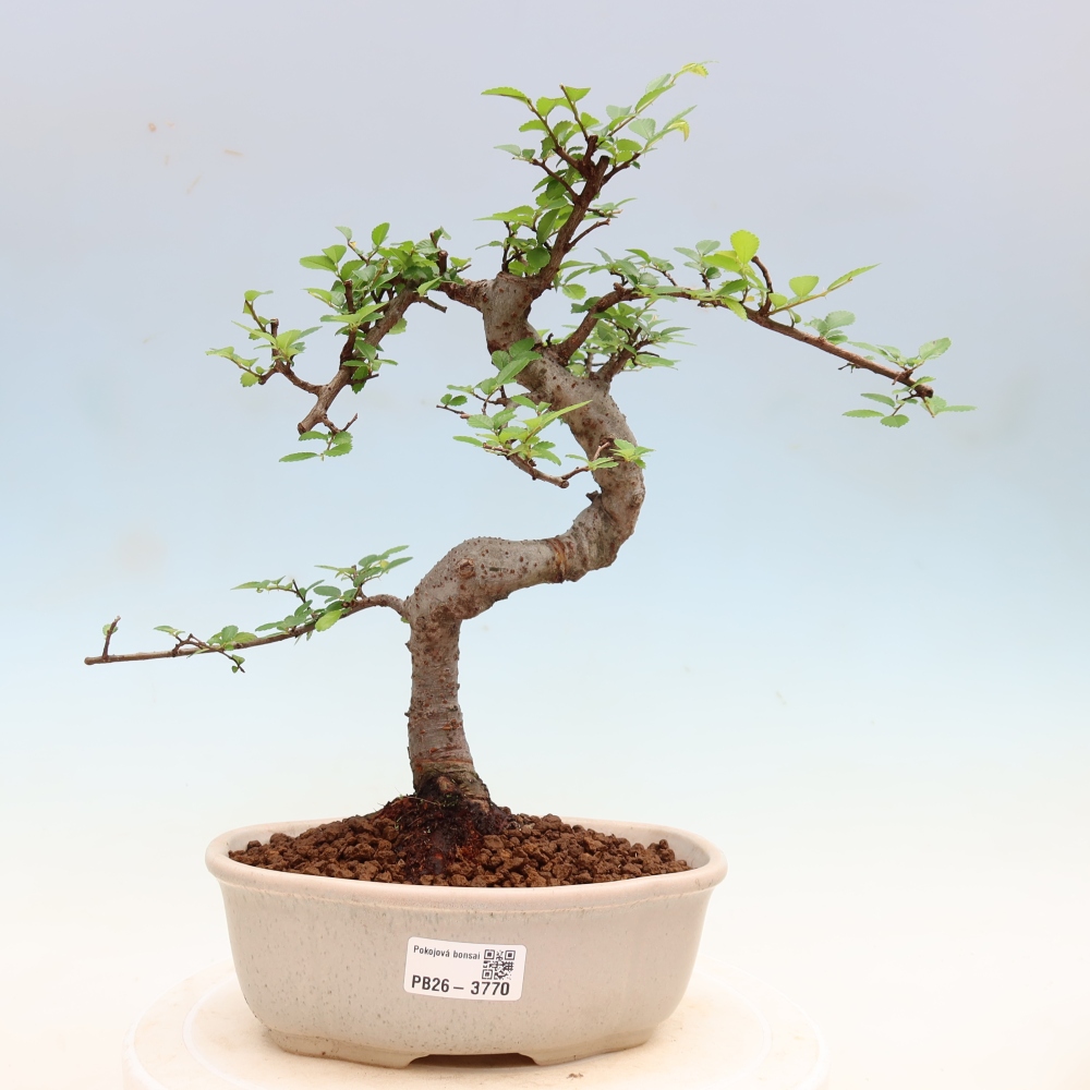 Bonsaï de chambre - Ulmus parvifolia - Orme à petites feuilles