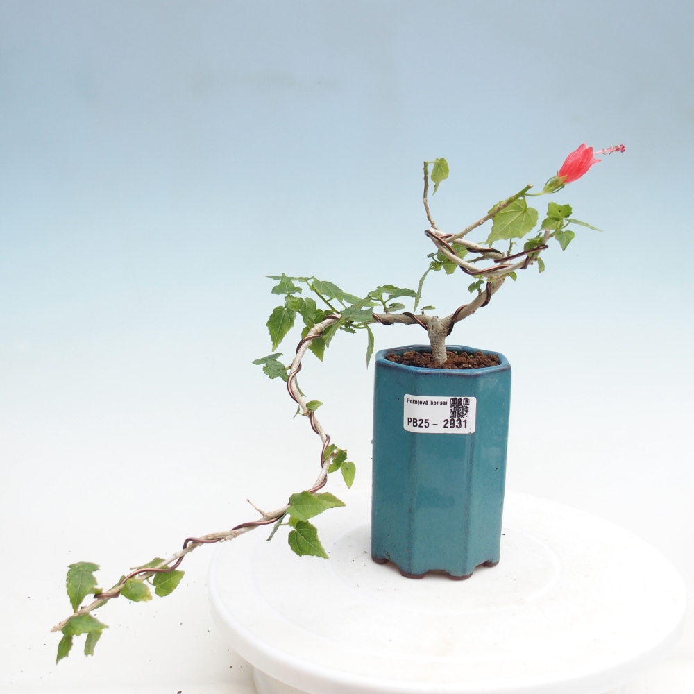 Bonsaï d'intérieur - Malvaviscus arboreus