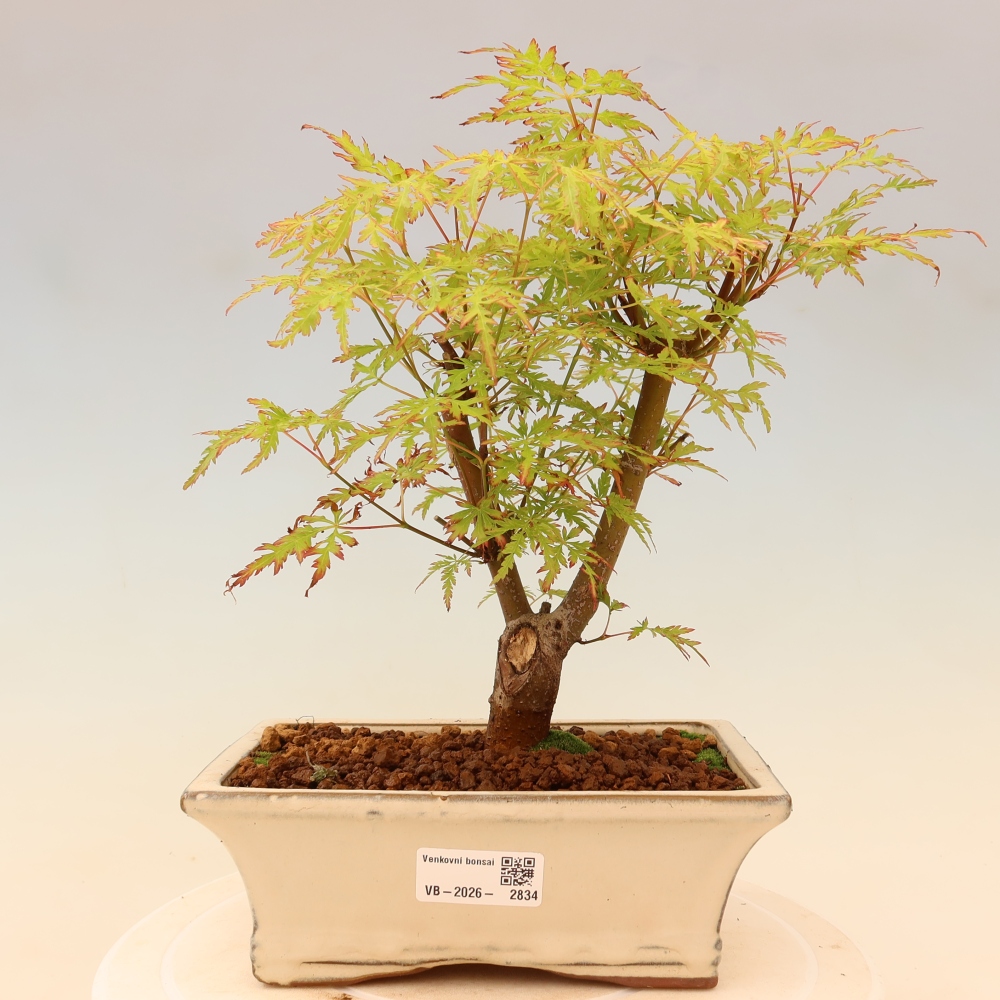 Bonsaï d'extérieur - Acer palmatum Dissectum