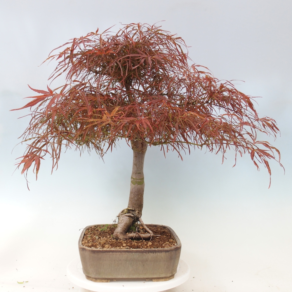 Bonsaï d'extérieur - Acer palmatum RED PYGMY