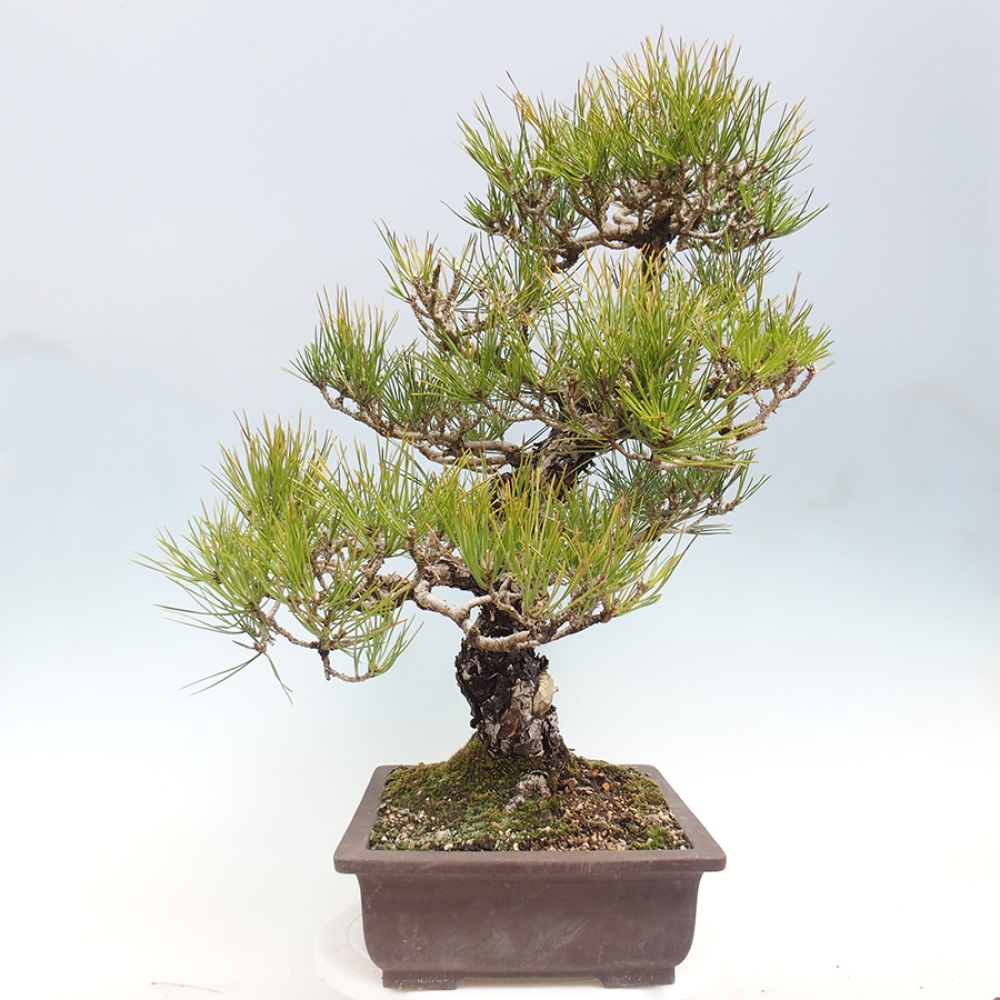 Bonsaï d'extérieur - Pinus thunbergii - Pin de Thunberg