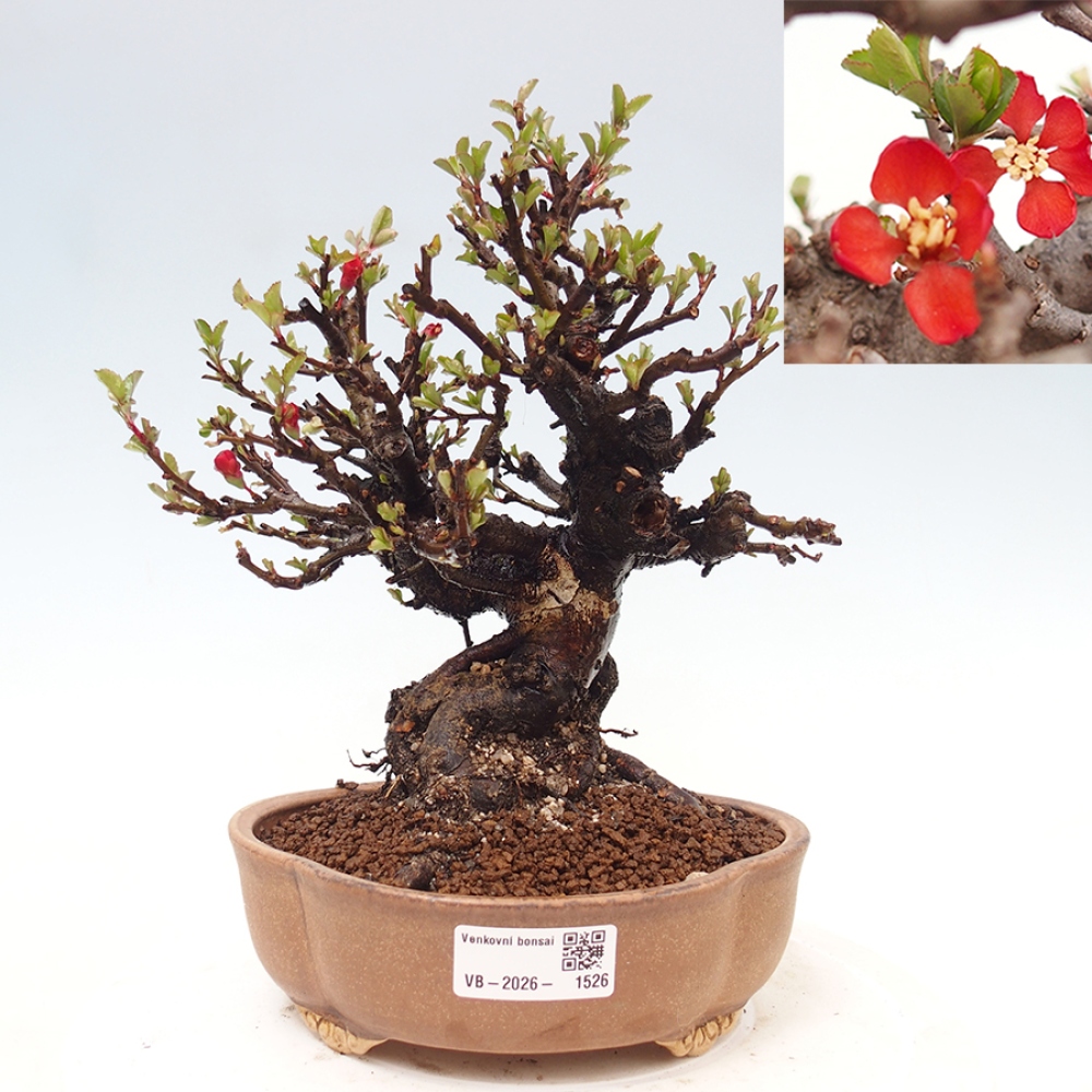Bonsaï d'extérieur - Chaneomeles speciosa - Coing