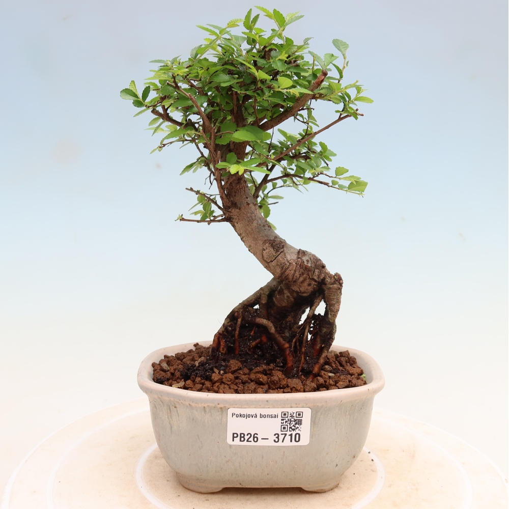 Bonsaï de chambre - Ulmus parvifolia - Orme à petites feuilles