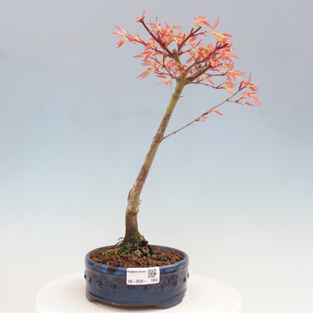 Érable de Norvège - Acer palmatum Beni Tsukasa