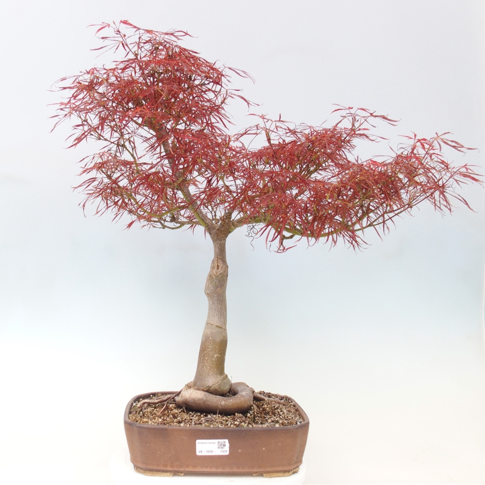 Bonsaï d'extérieur - Acer palmatum RED PYGMY