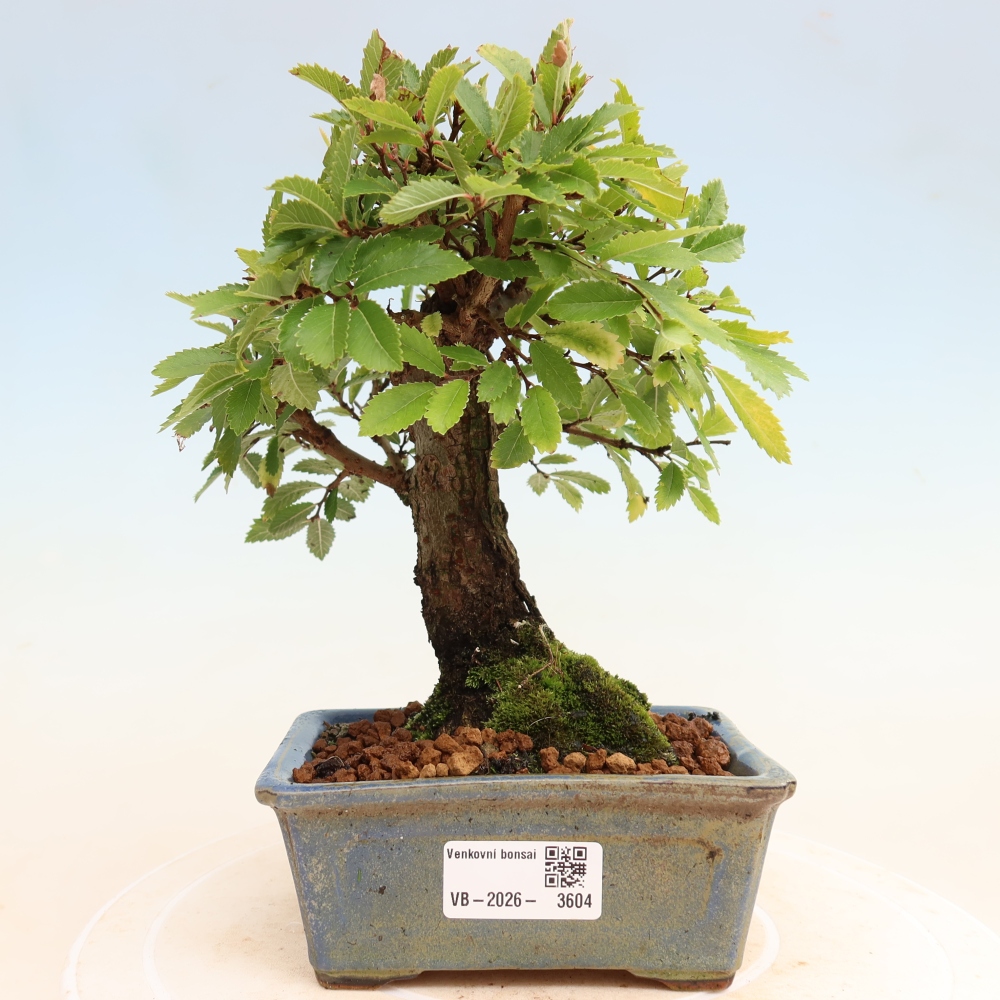Bonsaï d'extérieur - Zelkova - Zelkova NIRE