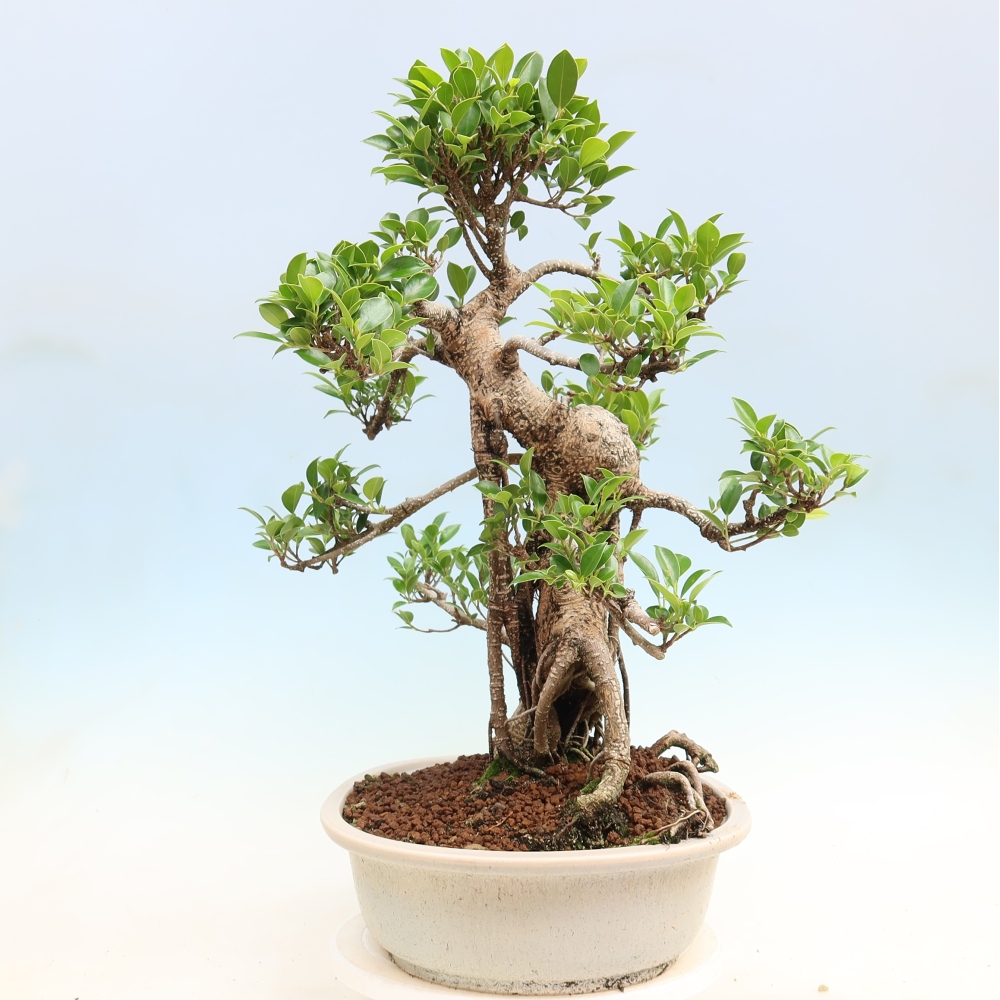 Salle bonsaï - Ficus kimmen - ficus à petites feuilles