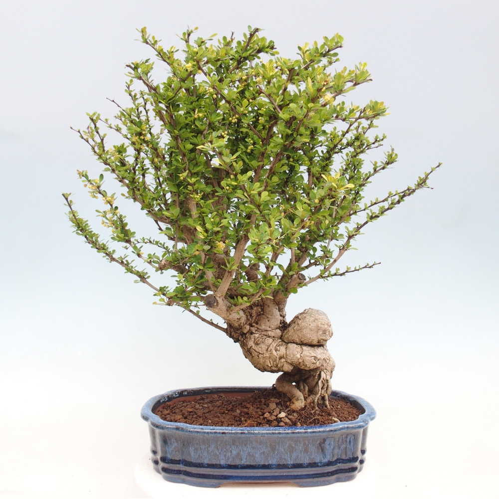 Bonsaï d'extérieur - Berberis coreana