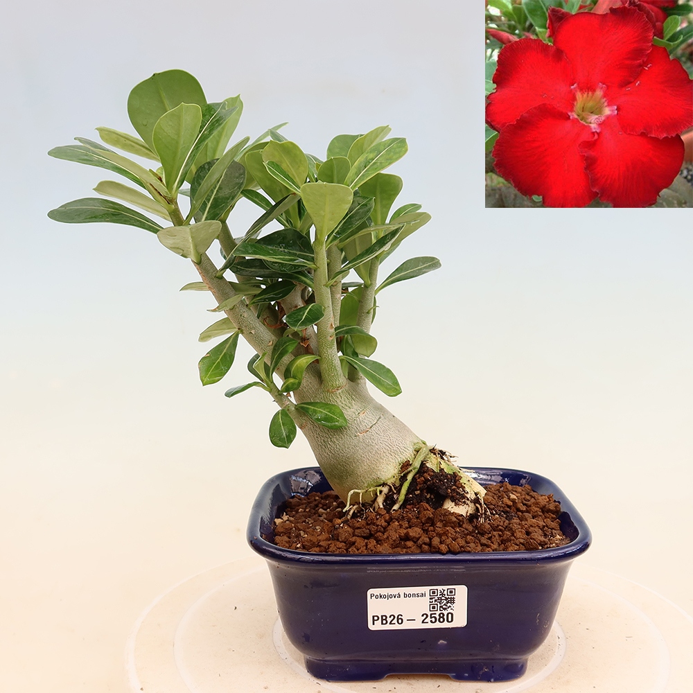 Bonsaï d'intérieur - Adenium obesum Red Star - Rose du désert