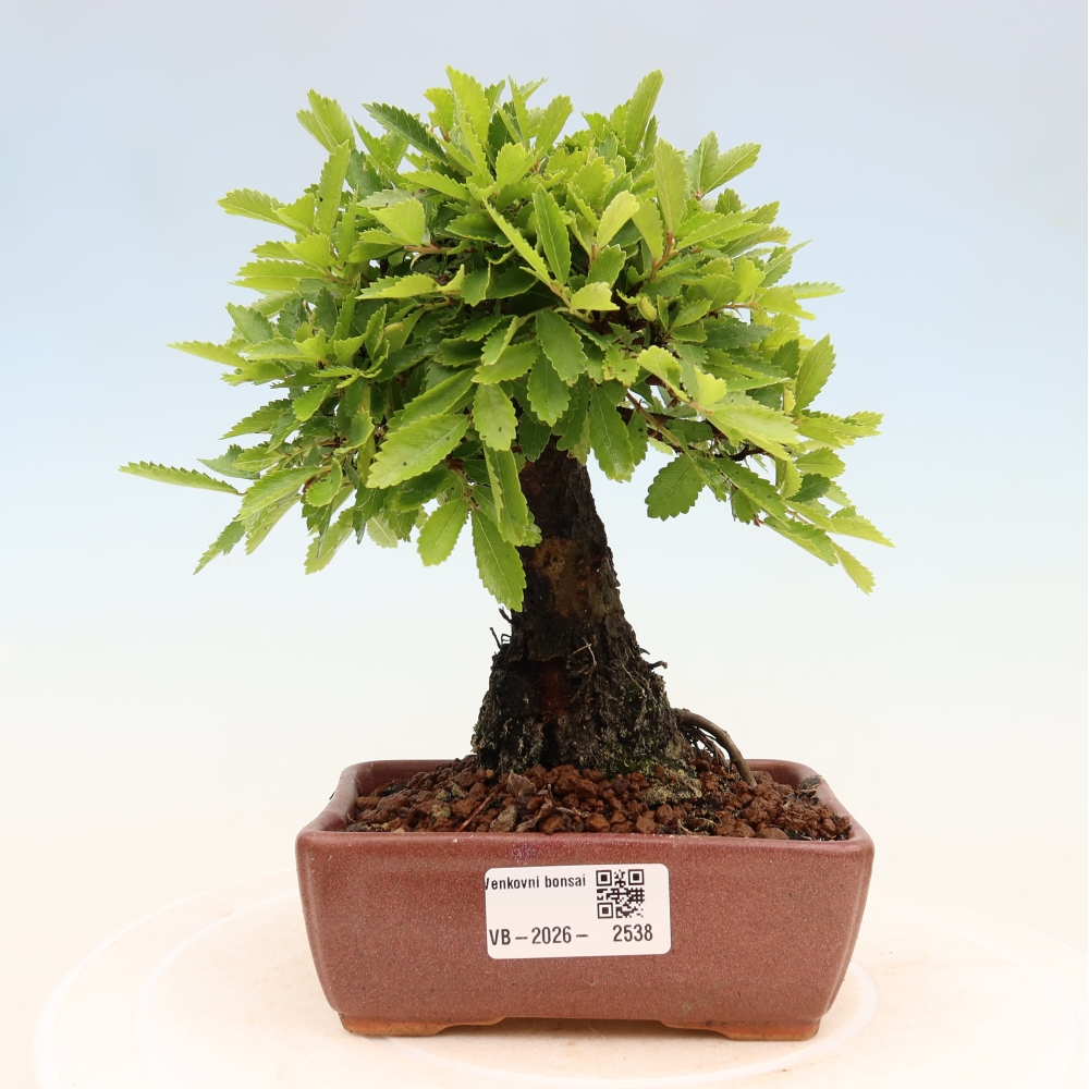Bonsaï d'extérieur - Zelkova - Zelkova NIRE