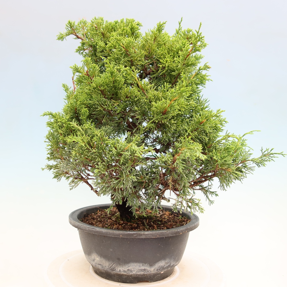 Bonsaï d'extérieur - Juniperus chinensis Itoigawa-Juniperus chinensis