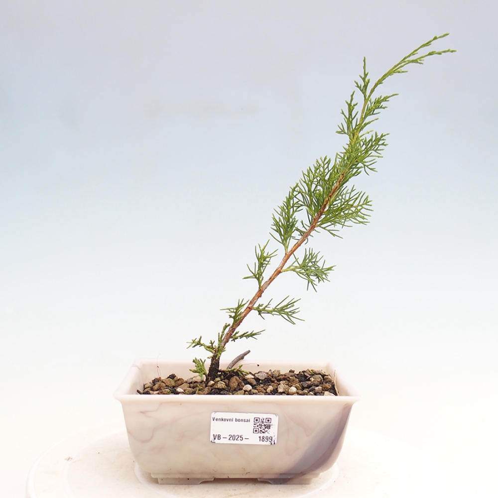 Bonsaï d'extérieur - Juniperus chinensis Itoigawa