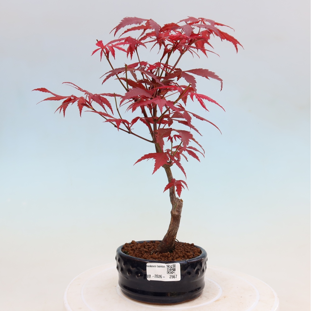 Bonsaï d'extérieur - Acer palm. Atropurpureum-Javor palmate