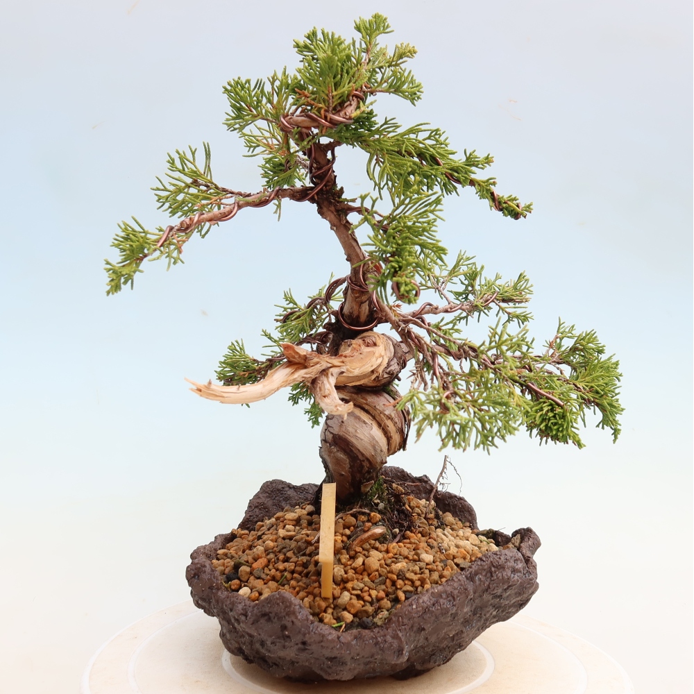 Bonsaï d'extérieur - Juniperus chinensis Itoigawa-Juniperus chinensis