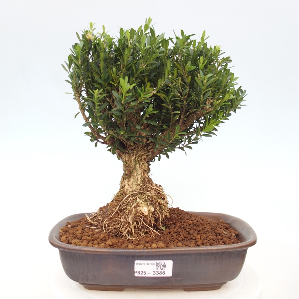 Bonsaï de chambre - Buxus harlandii - buxus liège