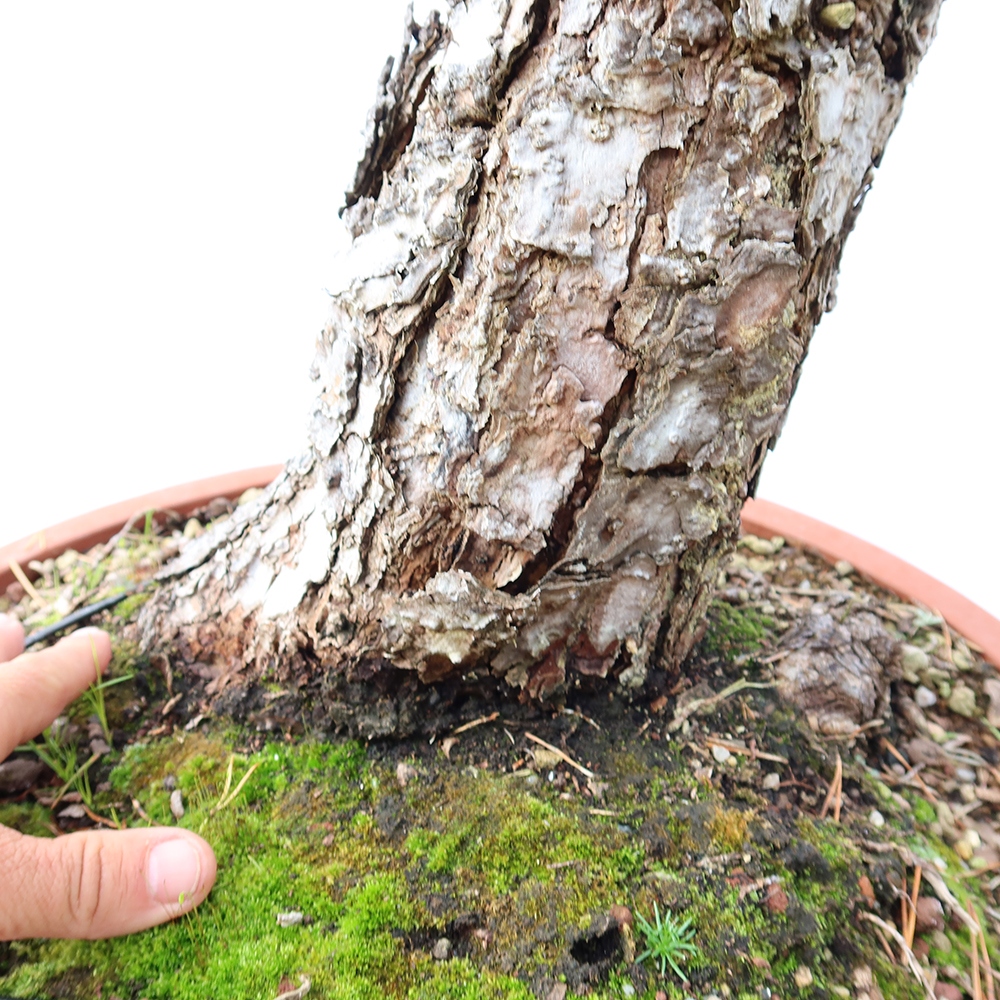 Pinus sylvestris Espagne - pin sylvestre