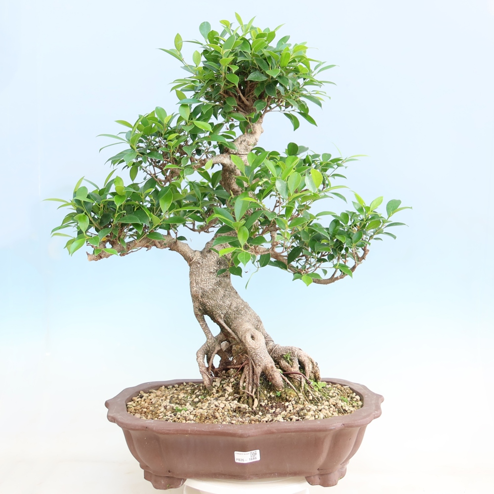 Salle bonsaï - Ficus kimmen - ficus à petites feuilles