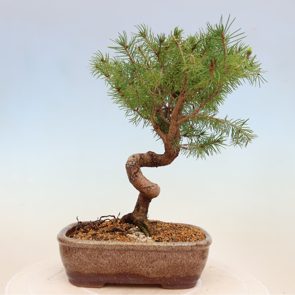 Bonsaï d'extérieur - Épicéa - Picea glauca globe