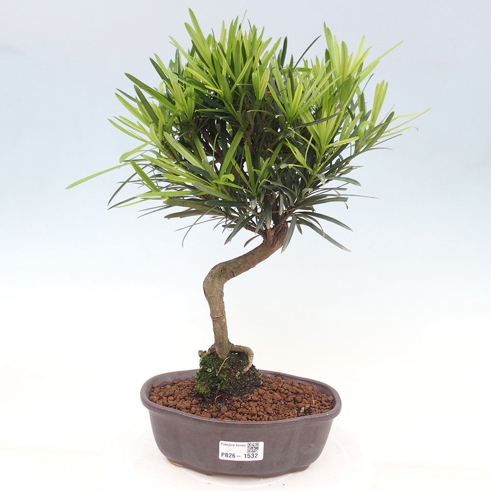 Salle bonsaï - Podocarpus - If en pierre