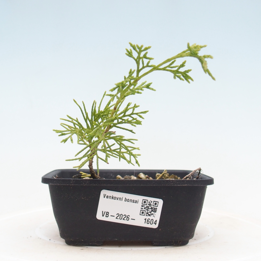 Bonsaï d'extérieur - Juniperus chinensis Itoigawa